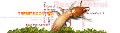 5 Simple Techniques For Termite Technology Pest Control