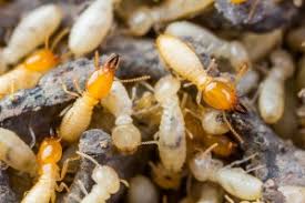 Termite Control Organic Fundamentals Explained