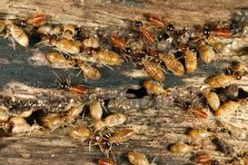 The Buzz on Termikill Termite & Pest Control Adelaide