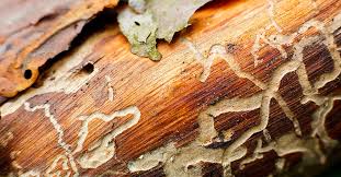 The Best Guide To Termite Control Using Neem Tree