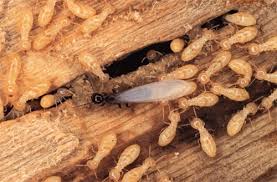 The smart Trick of Termite Control No Tent That Nobody is Discussing