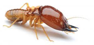 The Facts About Termite Control Truelocal Revealed