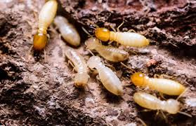 The Greatest Guide To Termite Control Pdf