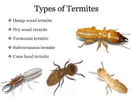 Excitement About Termite Control System