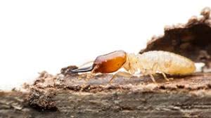 The Of Adelaide Termite & Pest Control 