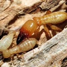 All about Termite Ninja Termite & Pest Control Adelaide