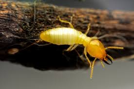 Fascination About Termite Pest Control Adelaide