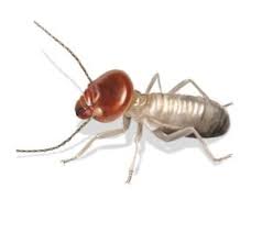 What Does Termite Control Liquid Do?