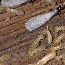 Excitement About Termite Control Pesticides