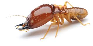 An Unbiased View of Rentokill Termite & Pest Control Adelaide