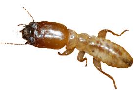 About Termite Control Effectiveness