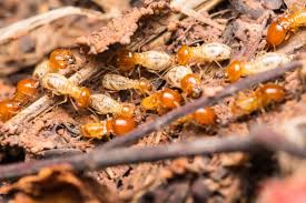 Fascination About Termite Control Research