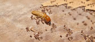 The smart Trick of Termite Control No Tent That Nobody is Discussing