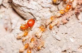 The Facts About Termite Control New Construction Uncovered