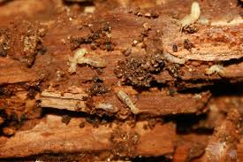 10 Easy Facts About Termite Control Flying Solo Shown