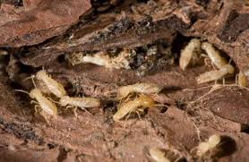 Things about Lawlor Termite & Pest Control Adelaide