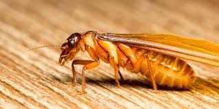 Some Known Facts About Amalpest Termite & Pest Control Adelaide.