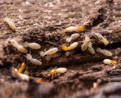 Get This Report about Termite Control Products Bunning's