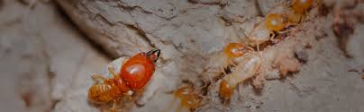 How Termite Control System can Save You Time, Stress, and Money.