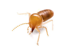 The Definitive Guide for Termite Control Yelp