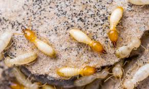 The Best Strategy To Use For Termite Control Yellow Pages