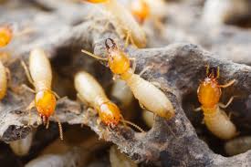 What Does Termite Control Yelp Do?