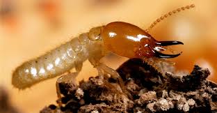 Termite Control Liquid Fundamentals Explained