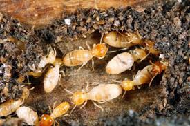 5 Simple Techniques For Termite Control Spray Online