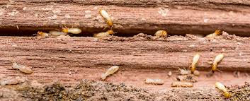 The Of Termite Control Articles