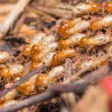 Things about Termite Control Yelp