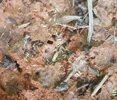 Termite Control New Construction - An Overview