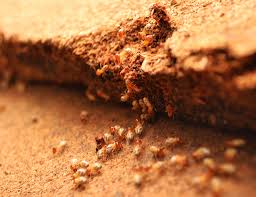 How Termite Control New Construction can Save You Time, Stress, and Money.