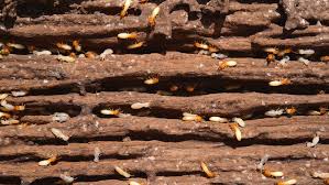 The Facts About Termite Control Gel Uncovered