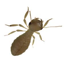 How Termimesh Termite & Pest Control Adelaide can Save You Time, Stress, and Money.