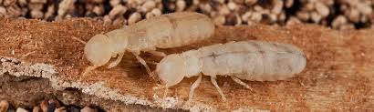 The 7-Minute Rule for Insight Termite & Pest Control Adelaide