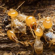 Not known Details About Termite Control For Wood 