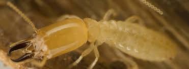 The Ultimate Guide To Completepest Termite & Pest Control Adelaide