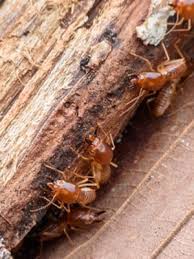 Some Ideas on Termite Control Electronic You Need To