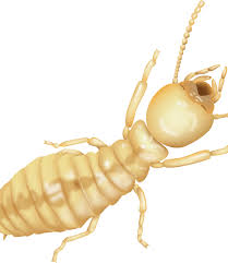 9 Simple Techniques For Termite Control Wikipedia