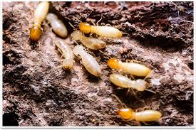 Termite Control Using Neem Tree - Truths