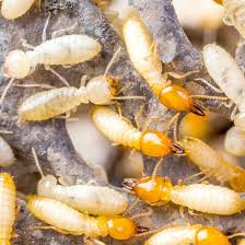 Unknown Facts About Termite Control Procedure