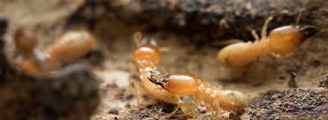 Termite Control Oil Things To Know Before You Buy