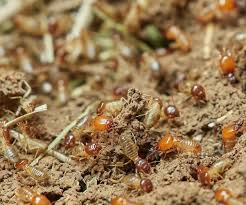 Our Termite Pest Control Adelaide Ideas