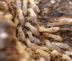 The Main Principles Of Globe Termite & Pest Control Adelaide 