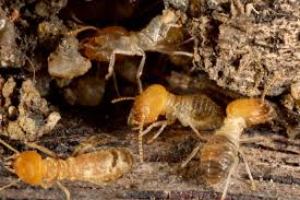 What Does Murrays Termite & Pest Control Fleurieu Mean?