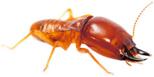 Our Best Termite Control Adelaide PDFs