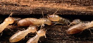 Getting The Termite Control Drilling Holes To Work