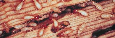 Get This Report about Termite Control Pesticides