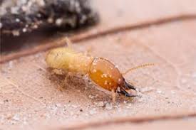 Amalpest Termite & Pest Control Adelaide for Dummies