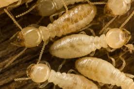 The Buzz on Termite Control In My Area